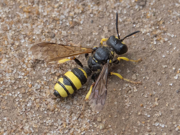 Cerceris rybyensis (Ornate-tailed Digger Wasp).jpg